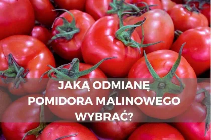 Jaką odmianę pomidora malinowego wybrać?