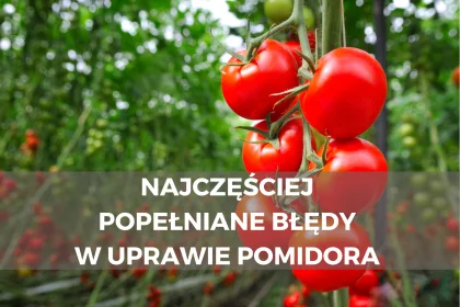 6 najczęściej popełnianych błędów w uprawie pomidora na działce