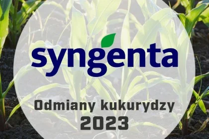 Nasiona kukurydzy Syngenta - Katalog odmian 2023