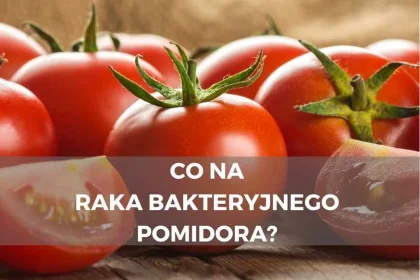Co na raka bakteryjnego pomidora?